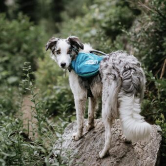 Outward Hound DayPak Blue Dog Saddleback Backpack, Medium - Image 5