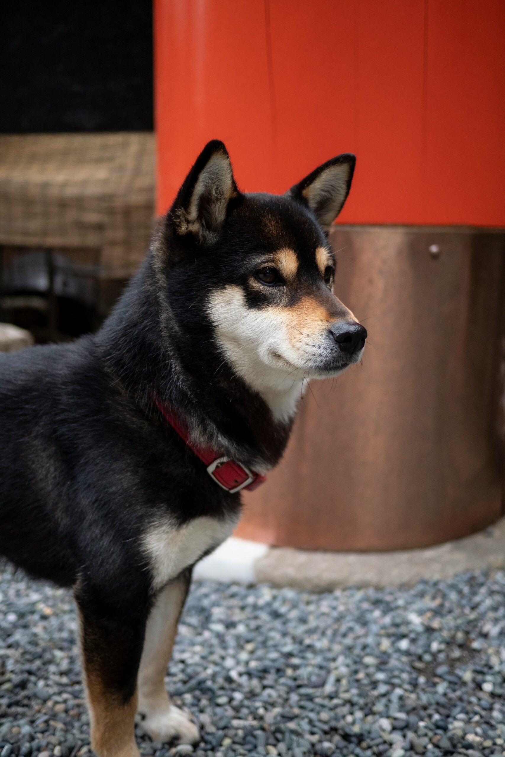 a black and brown dog standing on top of a gravel covered ground