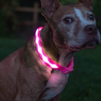 BLAZIN Brightest Light Up Dog Collars - The Original LED Dog Collar with 1,000 Feet of Visibility - USB Rechargeable Waterproof Dog Collar Light - Dog Lights for Night Walking -...